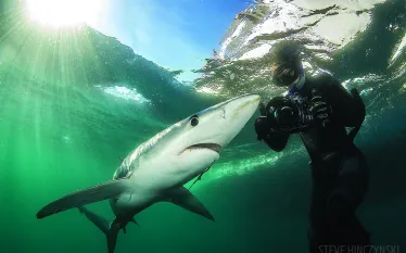 photographing_sharks_rhodeisland_dd_.jpg.webp