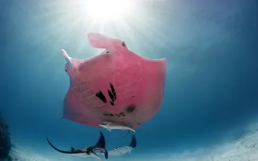 pink-manta-kristian-laine.jpg.webp
