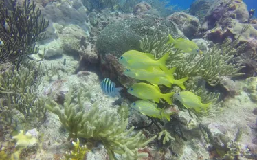 playa-del-carmen-diving.jpg.webp