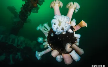 plumose-anemone-puget-sound-seattle-diving.jpg.webp