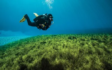 portland-diving.jpg.webp