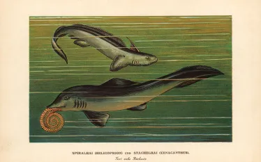 prehistoric_sharks.jpg.webp