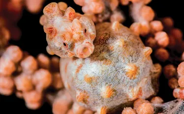 pygmy-seahorse.jpg.webp