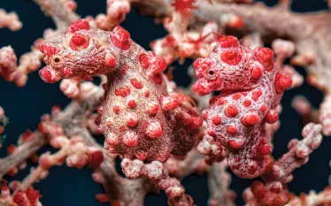 pygmy-seahorses-tobias-friedrich.jpg.webp