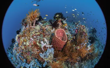 raja-ampat-mpa-jennifer-penner.jpg.webp
