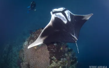 raja_ampat_diving_arenui_manta__.jpg.webp