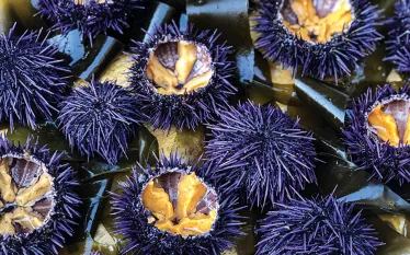 ranched-urchins-urchinomics.jpg.webp