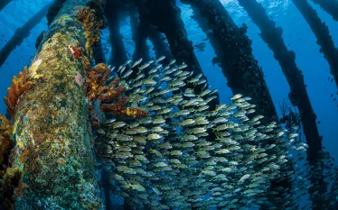 readers-choice--bonaire-scuba-diving-salt-pier-jennifer-penner.jpg.webp