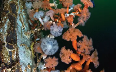 readers-choice--scuba-diving-british-columbia-brandon-cole-teaser.jpg.webp