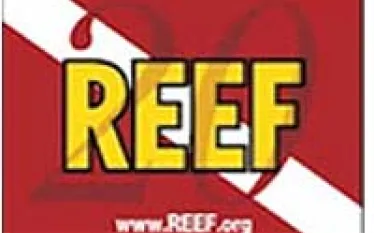 reef-flag.jpg.webp