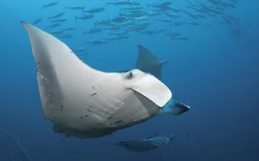 reef_mantas_mozambique.jpg.webp