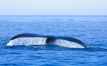 right-whale-_shutterstock.jpg.webp