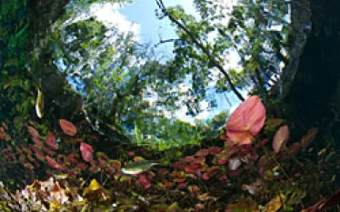 rivieramaya_preview_.jpg.webp