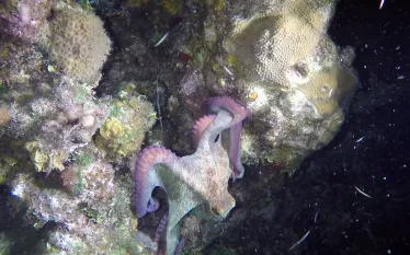 roatan-octo.jpg.webp