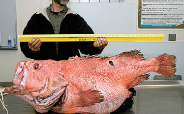 rockfish_thumb.jpg.webp