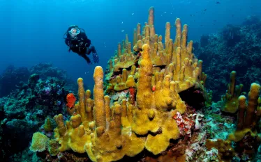 saint_lucia_digital_article_images_x_image.png.webp