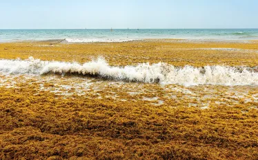 sargassum-.jpg.webp