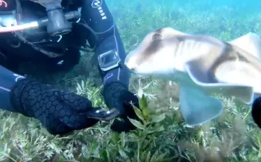 saving-shark-screenshot-jules-casey-instagram-one-breath-diver.jpg.webp