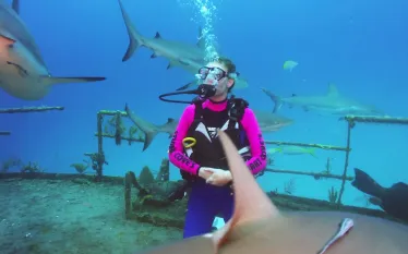 sc_shark-week_fb.jpg.webp
