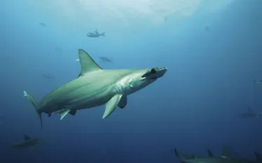 scalloped_hammerhead_pelagios_kakunja_conservation_teaser.jpg.webp