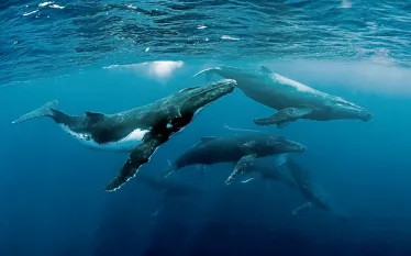 scd_humpback-tomaskotouc-shutterstock.jpg.webp