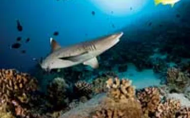 scd_opthumb.jpg.webp