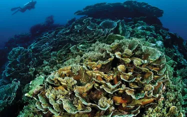 scd_indonesia-ambon-to-saumlaki-.jpg.webp