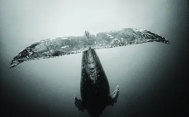 scd_top.jpg.webp