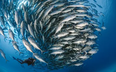 school-jacks-baja.jpg.webp