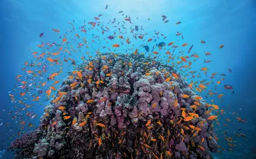 scott-johnson-reef-red-sea-egypt-web.jpg.webp