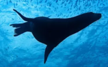 scu-cabo-sealion_thumb.jpg.webp