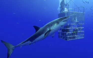 scu-great-white-shark-cage-encounters.jpg.webp