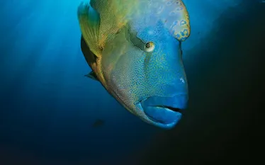 scu-humphead-wrasse-sea-watch.jpg.webp