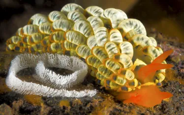 scu-nudibranch-macro-scuba-diving-tips.jpg.webp