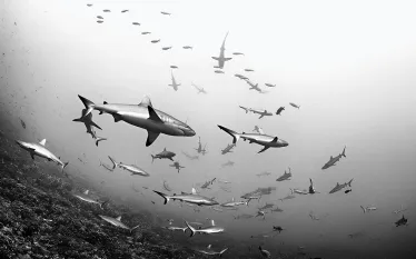 scu-sharks-fakarava-diving-underwater.jpg.webp