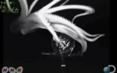 scu-squid-thumb.jpg.webp