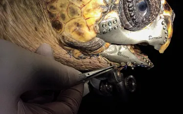 scu-turtle-titanium-jaw-d-printing.jpg.webp