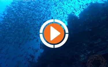 scu-undersea-realm-video.jpg.webp