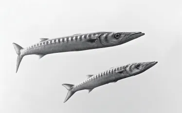 scu_barracuda_seawatch.jpg.webp