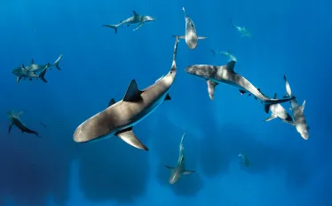 scu_belize_sharks_.jpg.webp
