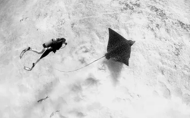 scu_diver-eagle-ray_cozumel_.jpg.webp