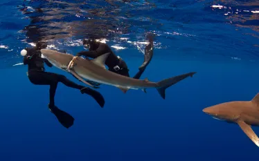 scu_duskyshark_acotton.jpg.webp