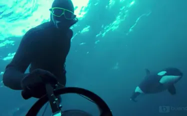 scu_enews_killer_whale_video_.jpg.webp