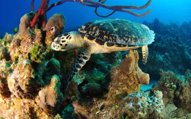 scu_turtle_caymanislands_coral.jpg.webp