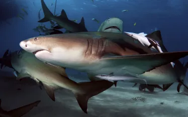 scuba-bahamas_shutterstock__.jpg.webp