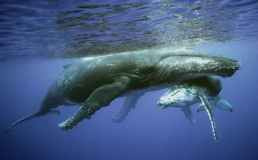 scuba-costarica_shutterstock_.jpg.webp