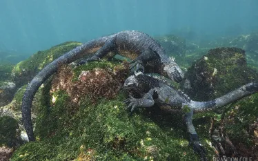scuba-diving-galapagos-liveaboard-marine-iguanas-scd.jpg.webp
