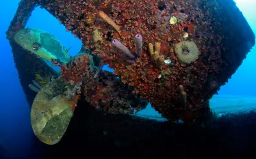 scuba-diving-hilma-hooker-wreck-bonaire-history.jpg.webp