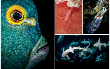 scuba-diving-magazine-photo-contest-teaser.png.webp