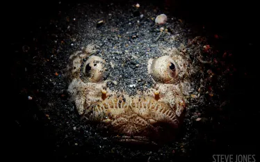 scuba-diving-night-stargazer-underwater-scd.jpg.webp